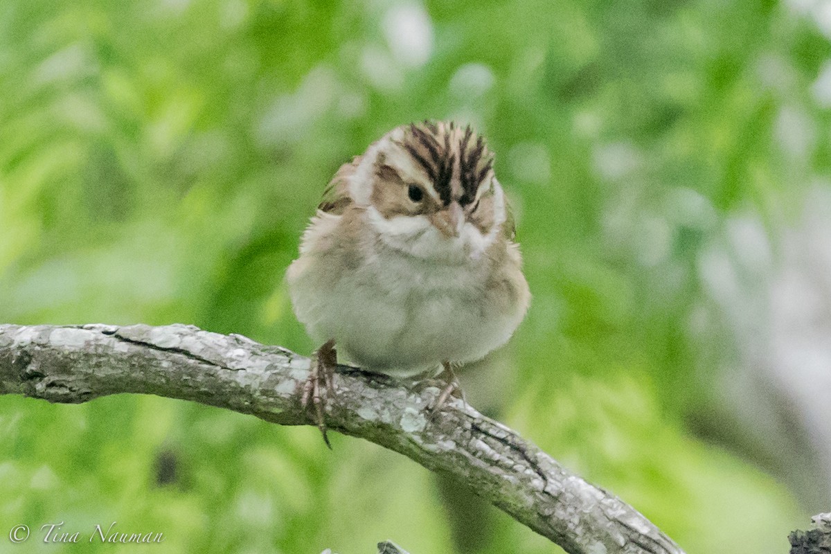 Clay-colored Sparrow - ML94107201