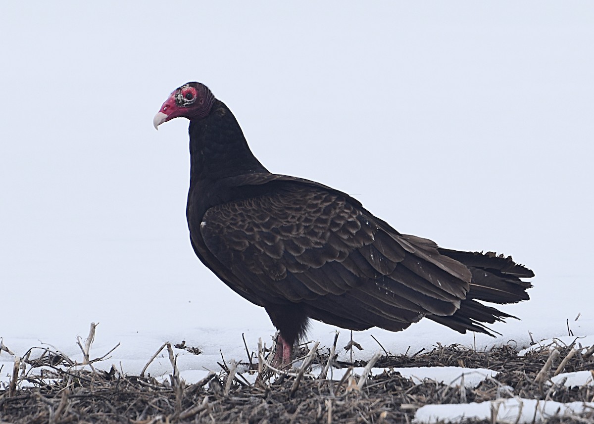 Turkey Vulture - Renee Levesque