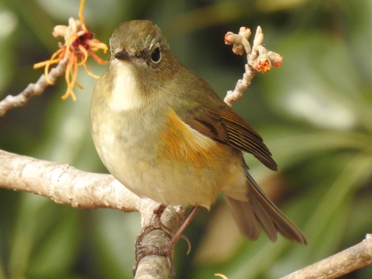 Red-flanked Bluetail - Marianne Walsh