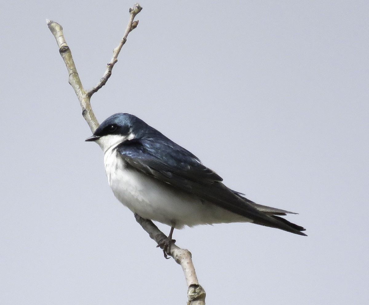 Tree Swallow - Theresa Dobko (td birder)