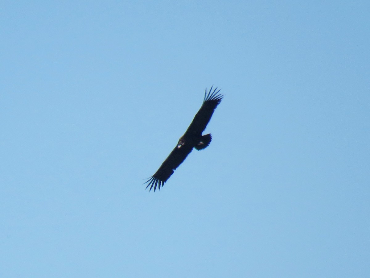 Cinereous Vulture - ML94116421