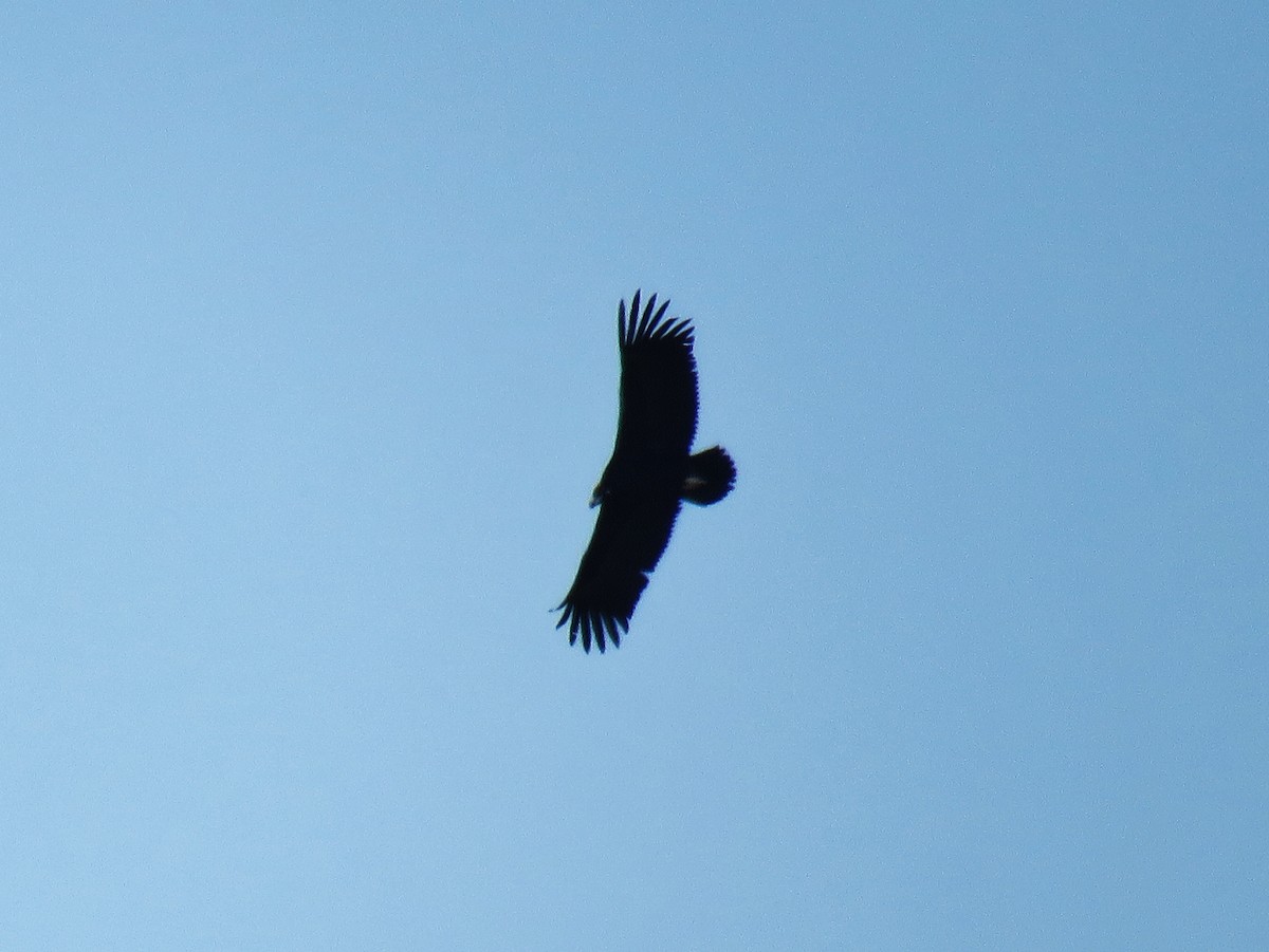 Cinereous Vulture - ML94116431