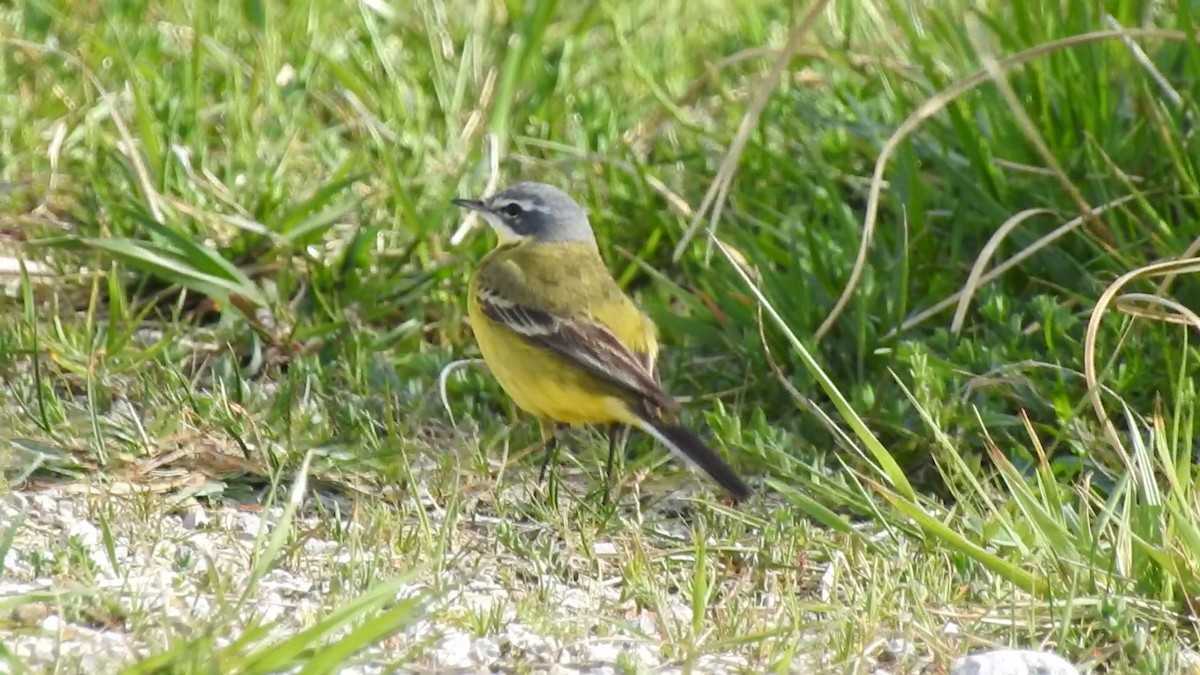 Western Yellow Wagtail (iberiae) - Chencho Fdez Fdez