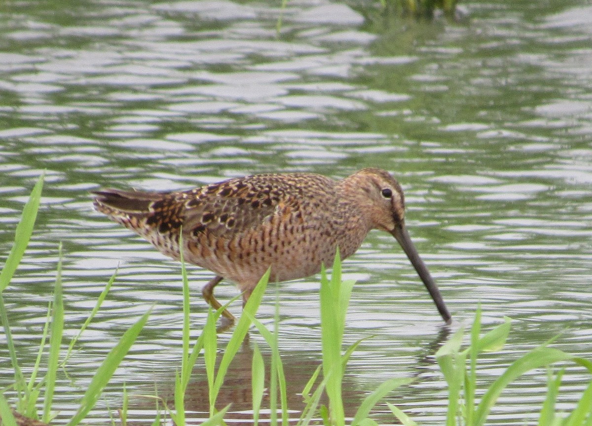 Long-billed Dowitcher - Jim Zook
