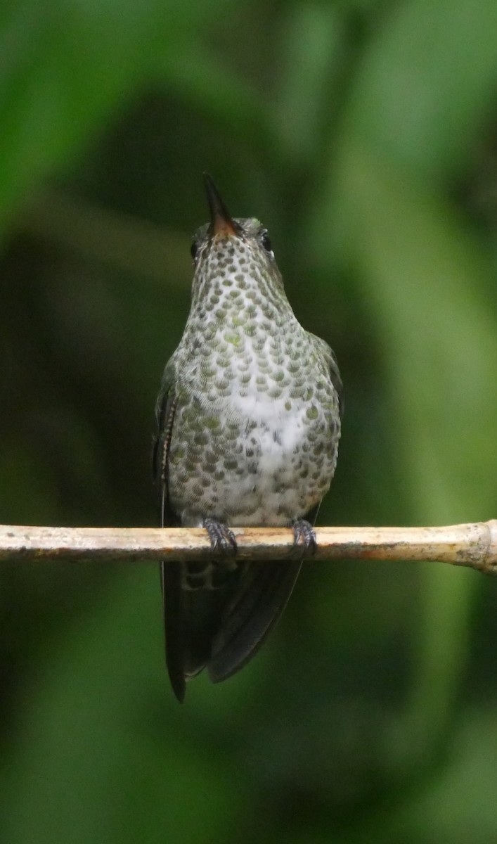 Many-spotted Hummingbird - ML94127431