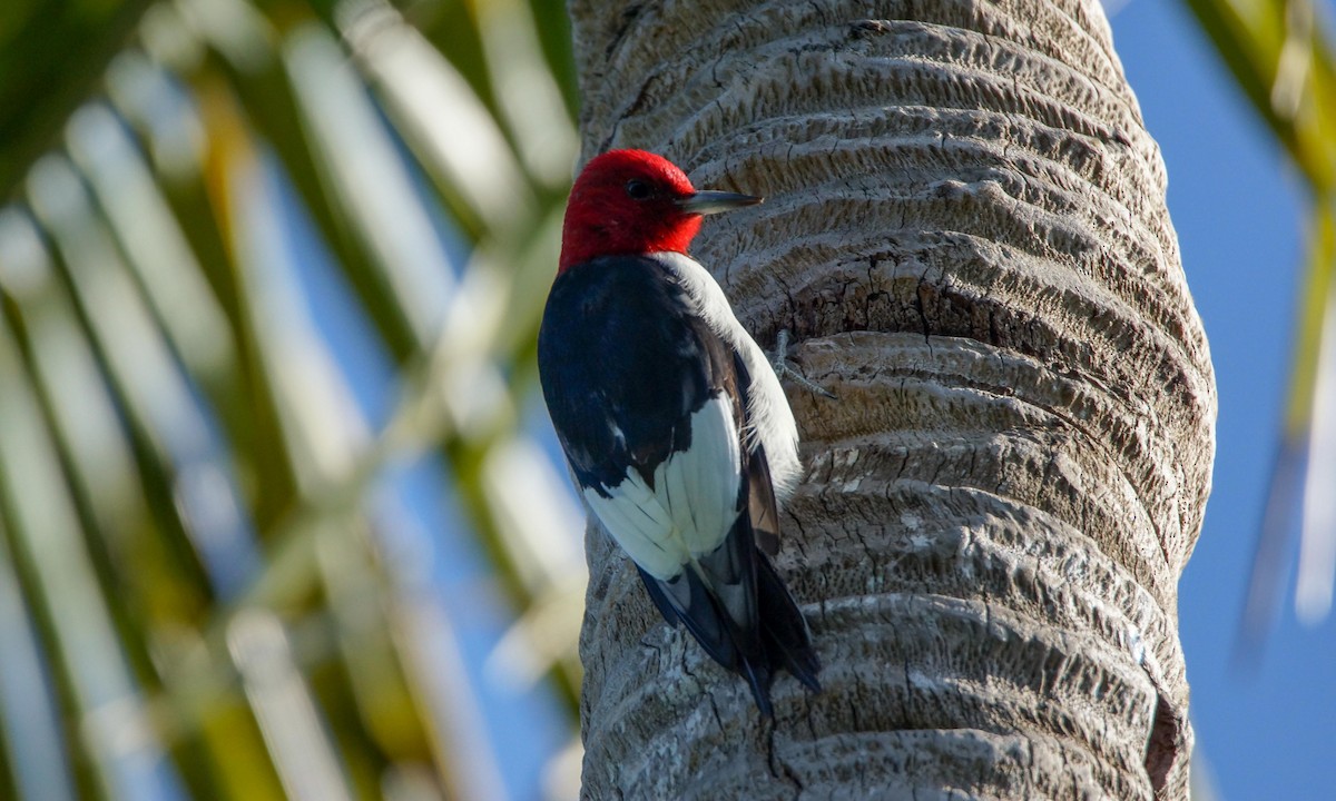 Red-headed Woodpecker - Steve Percival