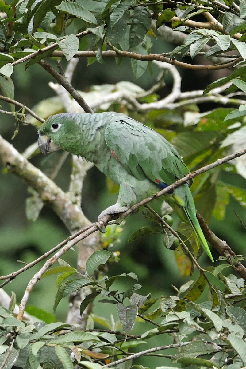 Mealy Parrot - ML94127521