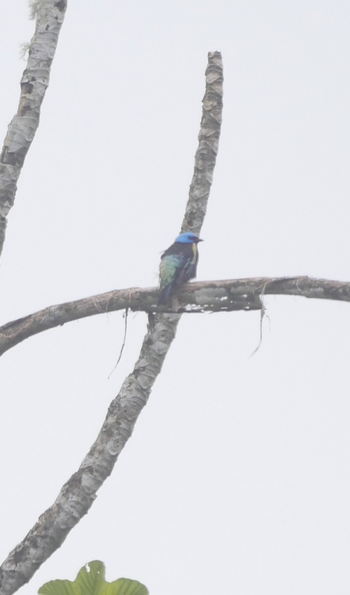 Blue-necked Tanager - ML94127541