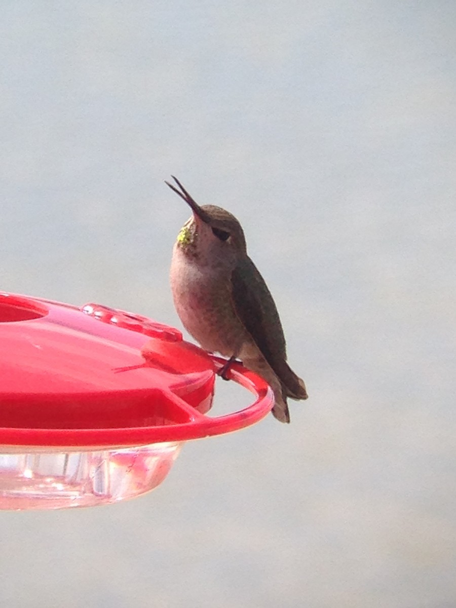 Anna's Hummingbird - Ethan Kistler