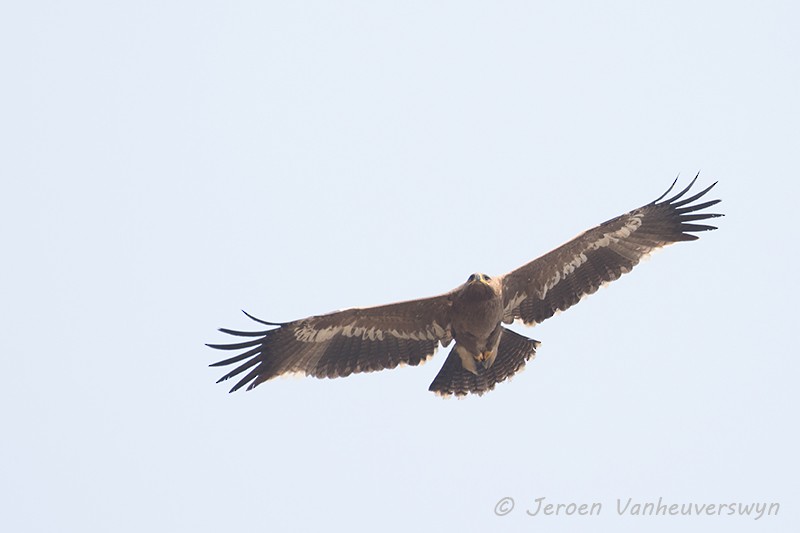 Steppe Eagle - Jeroen Vanheuverswyn