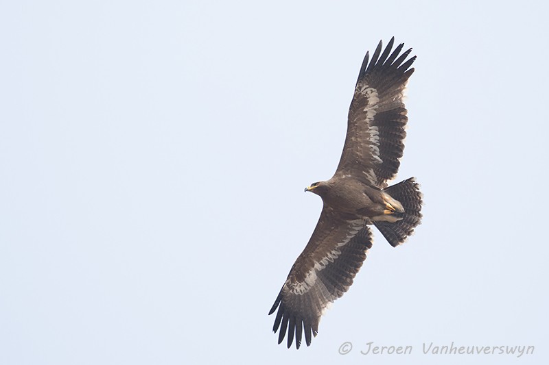 Steppe Eagle - Jeroen Vanheuverswyn