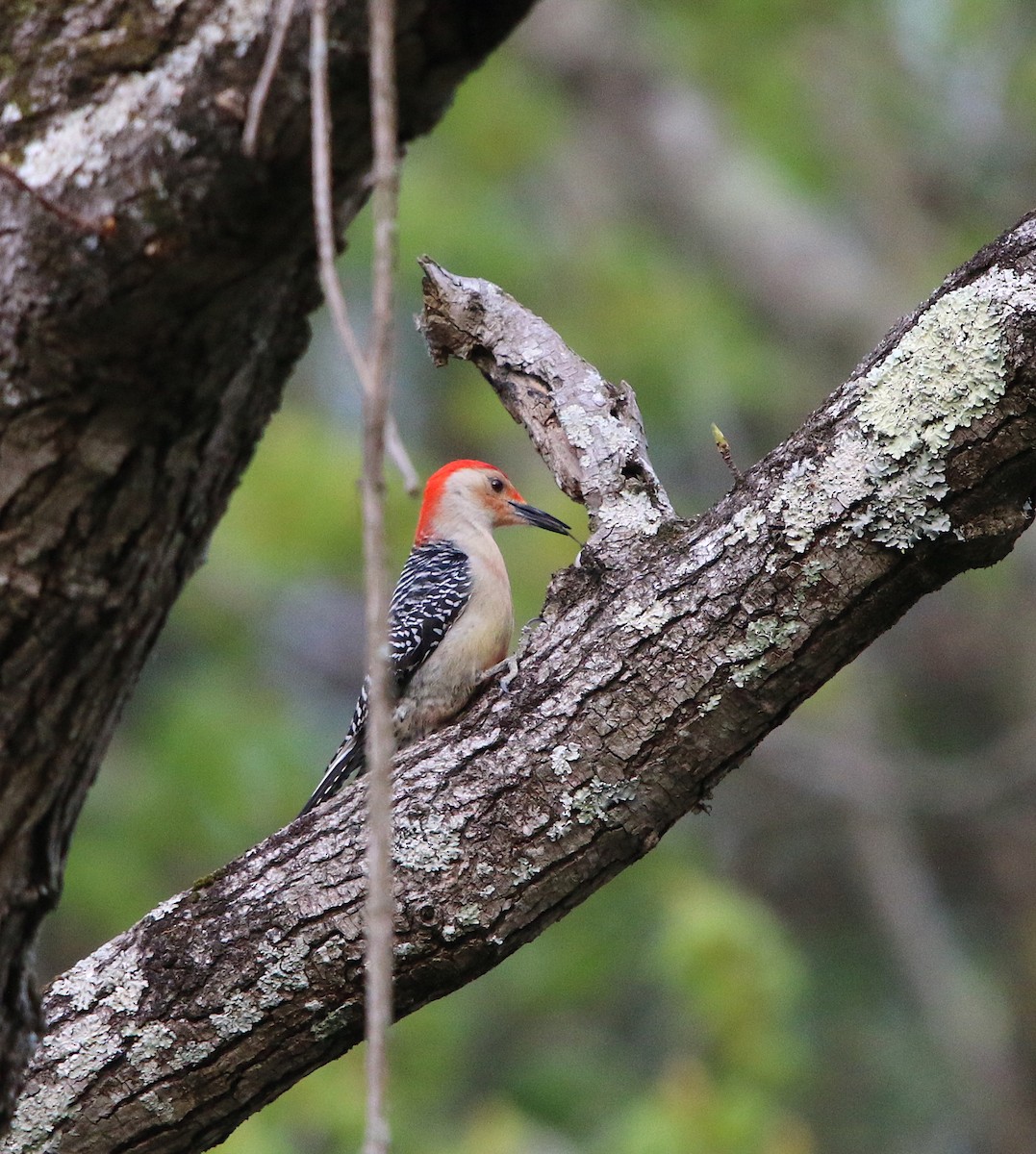 Red-bellied Woodpecker - ML94133521