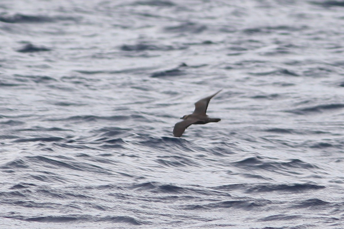 Long-tailed Jaeger - ML94136821