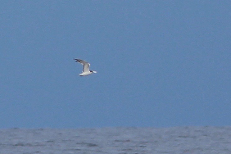 Great Crested Tern - ML94137481
