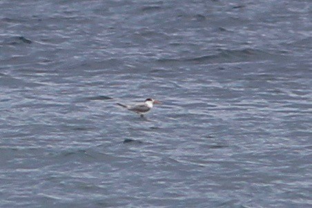 Lesser Crested Tern - ML94137491