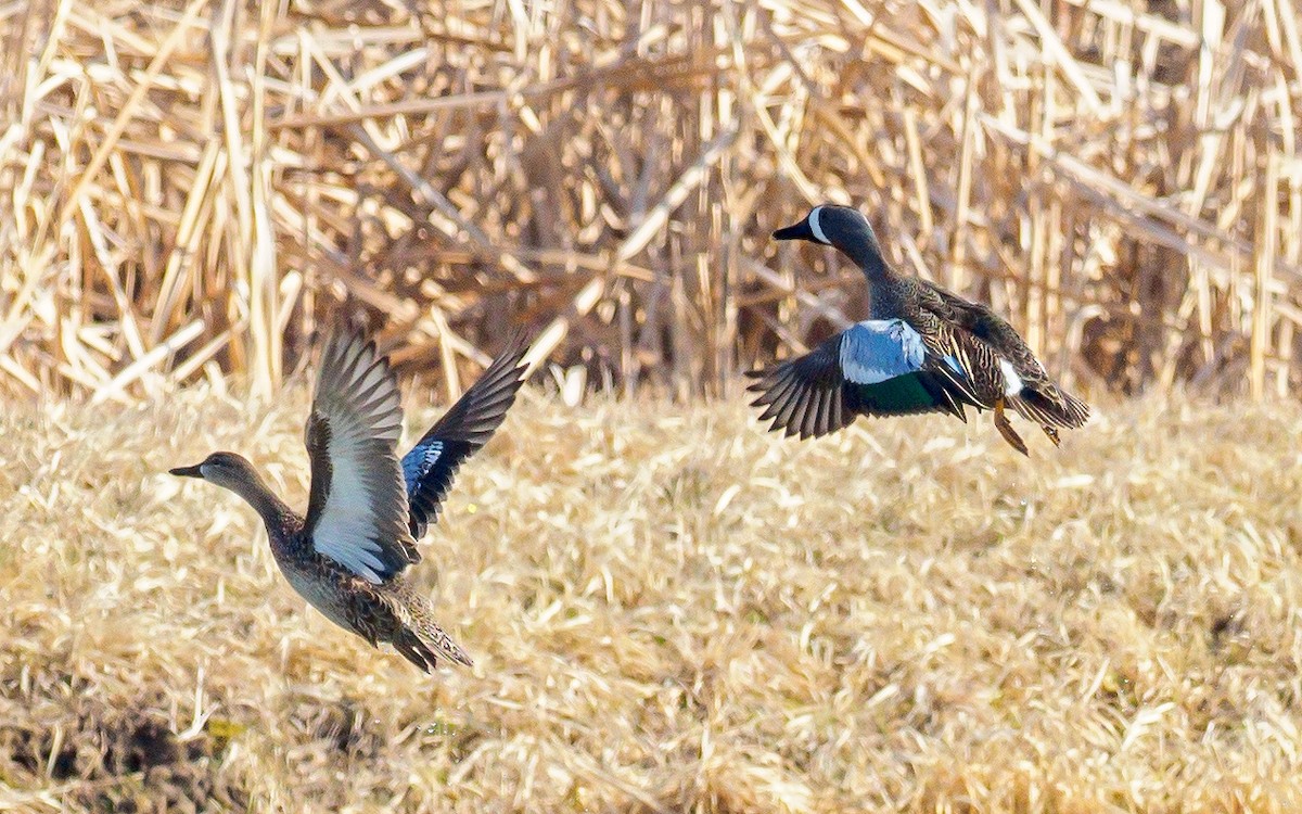 Blue-winged Teal - ML94138521