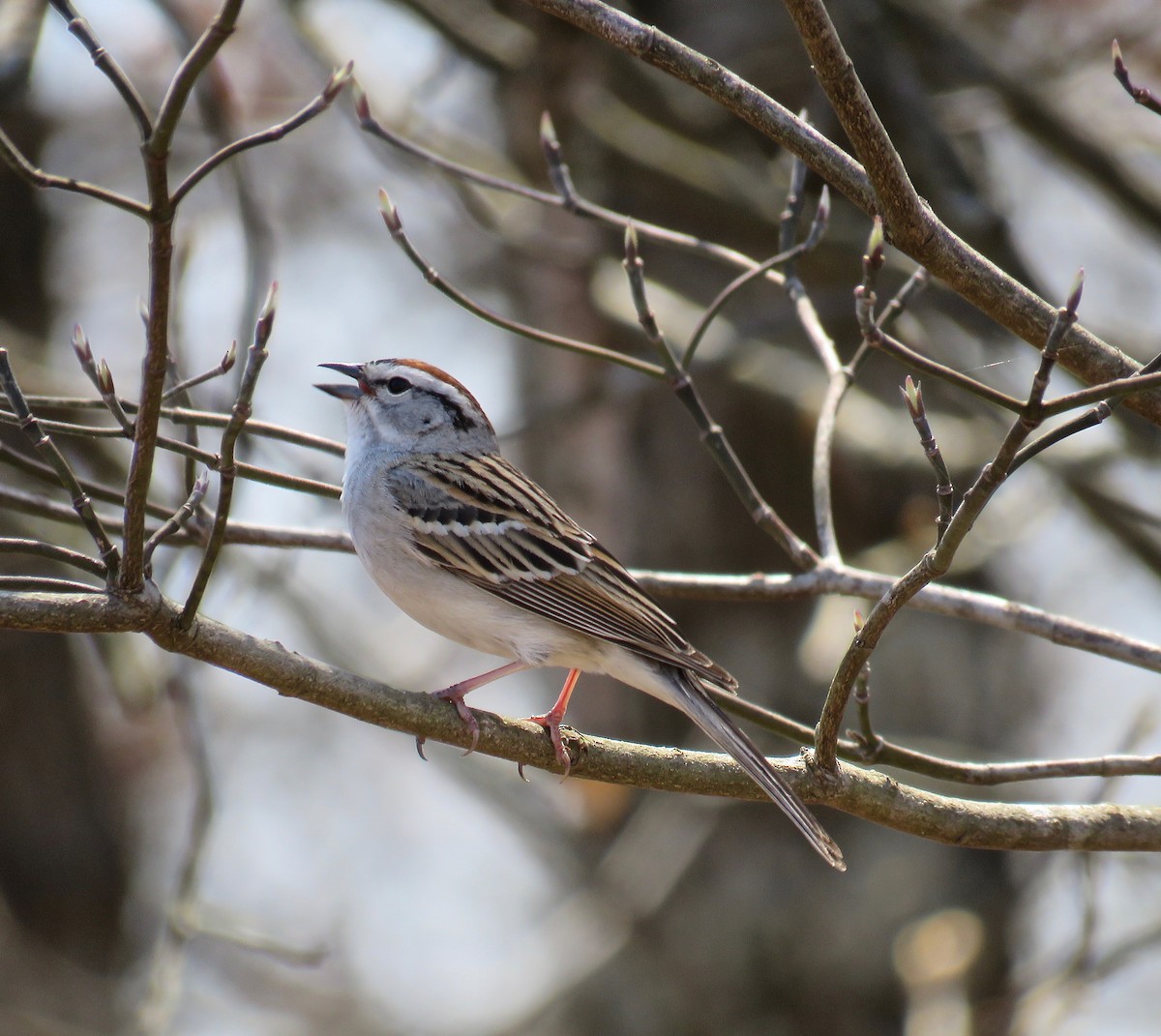 Chipping Sparrow - ML94139241