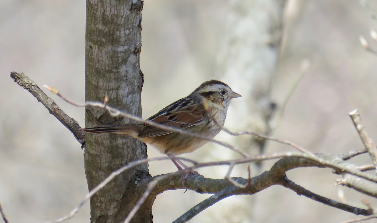 Swamp Sparrow - ML94139351