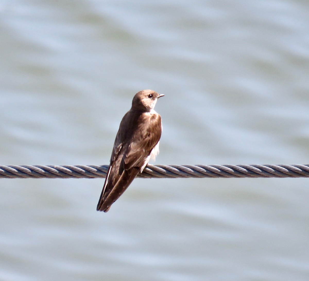 Northern Rough-winged Swallow - ML94139421