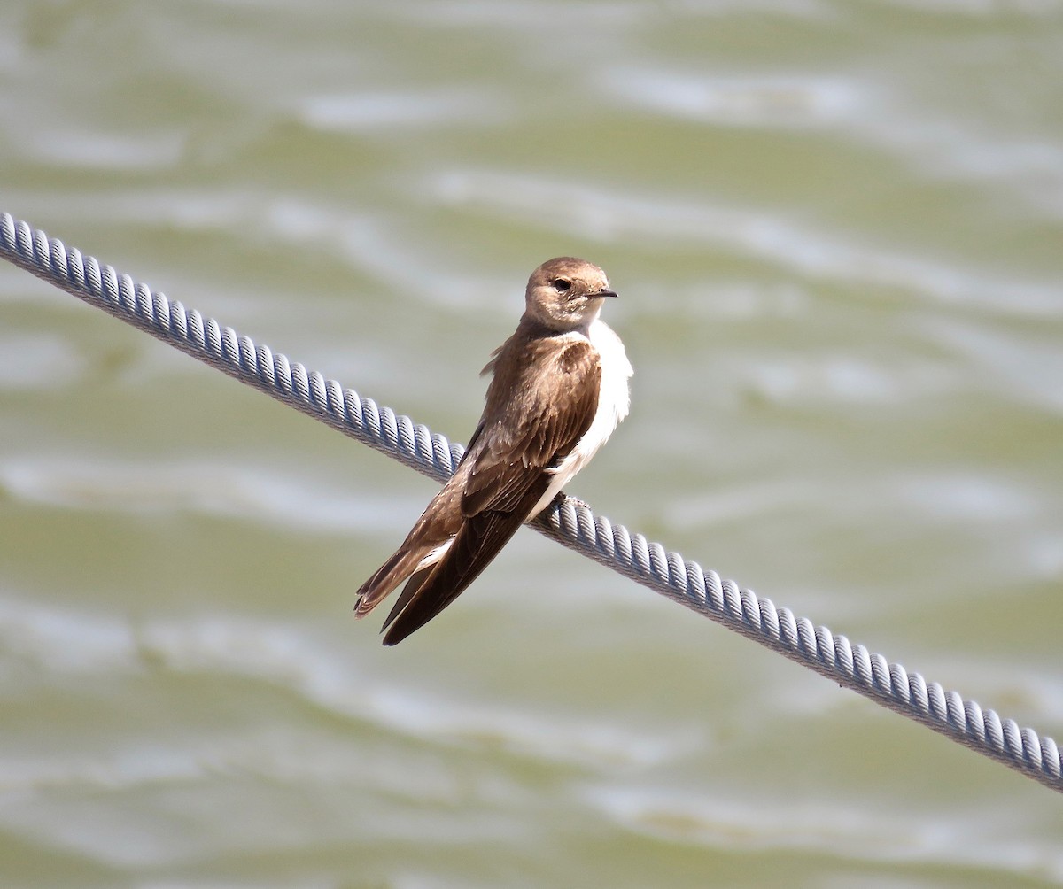 Northern Rough-winged Swallow - ML94139431
