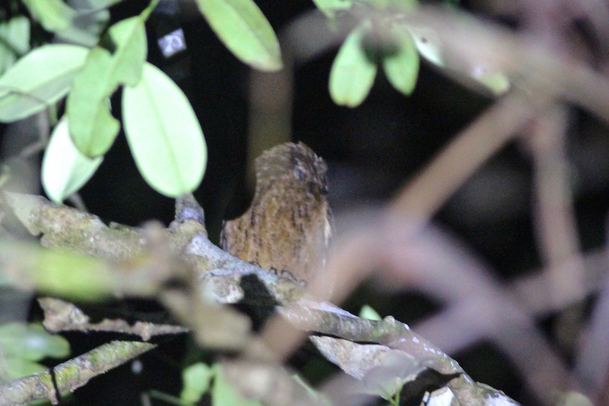 Mentawai Scops-Owl - ML94140221