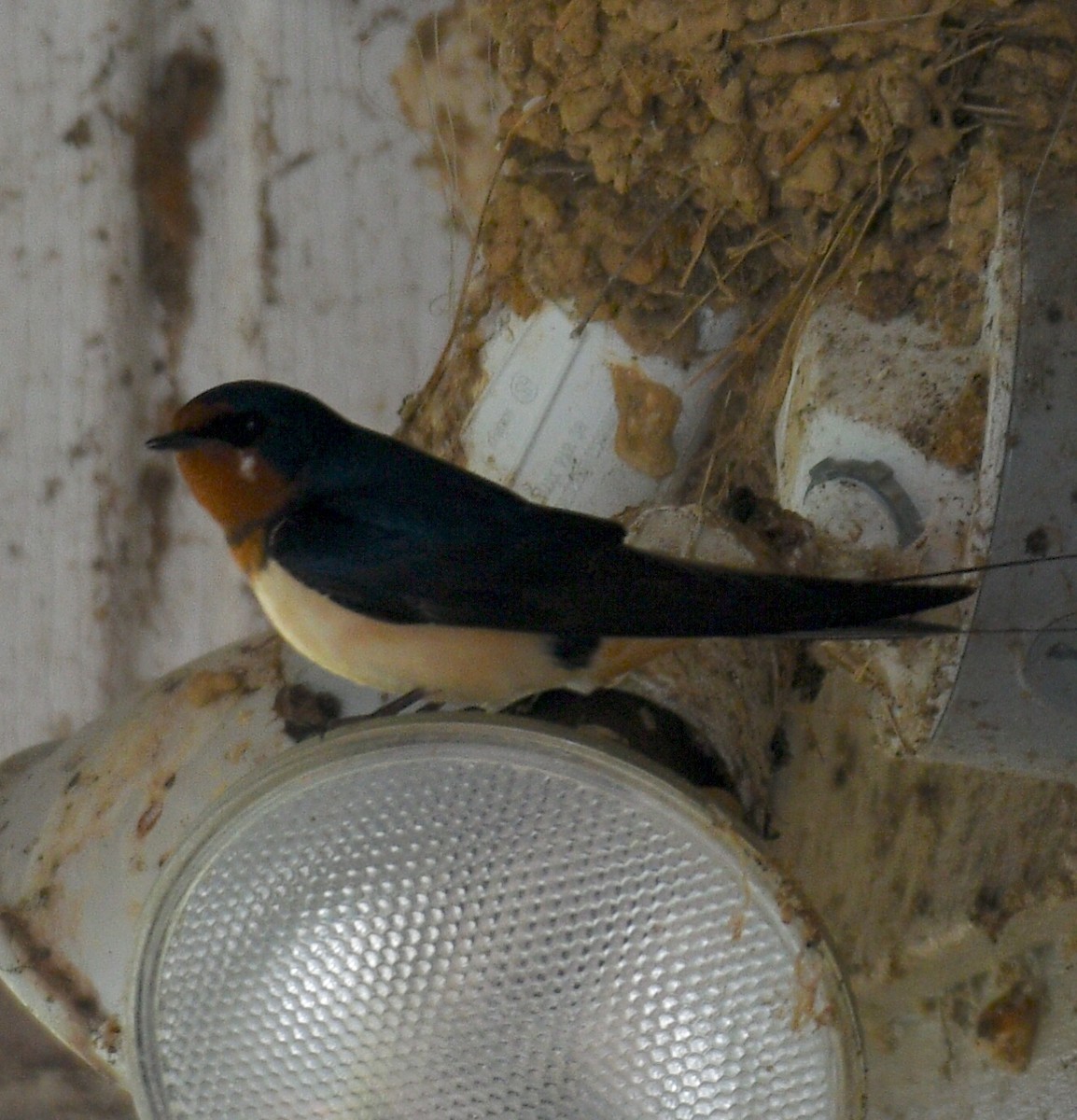 Barn Swallow - ML94140281