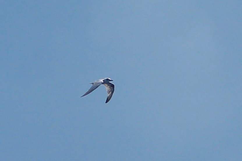 White-winged Tern - ML94141771