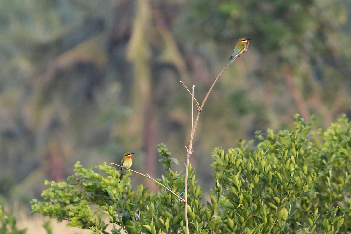 Blue-tailed Bee-eater - Oscar Johnson