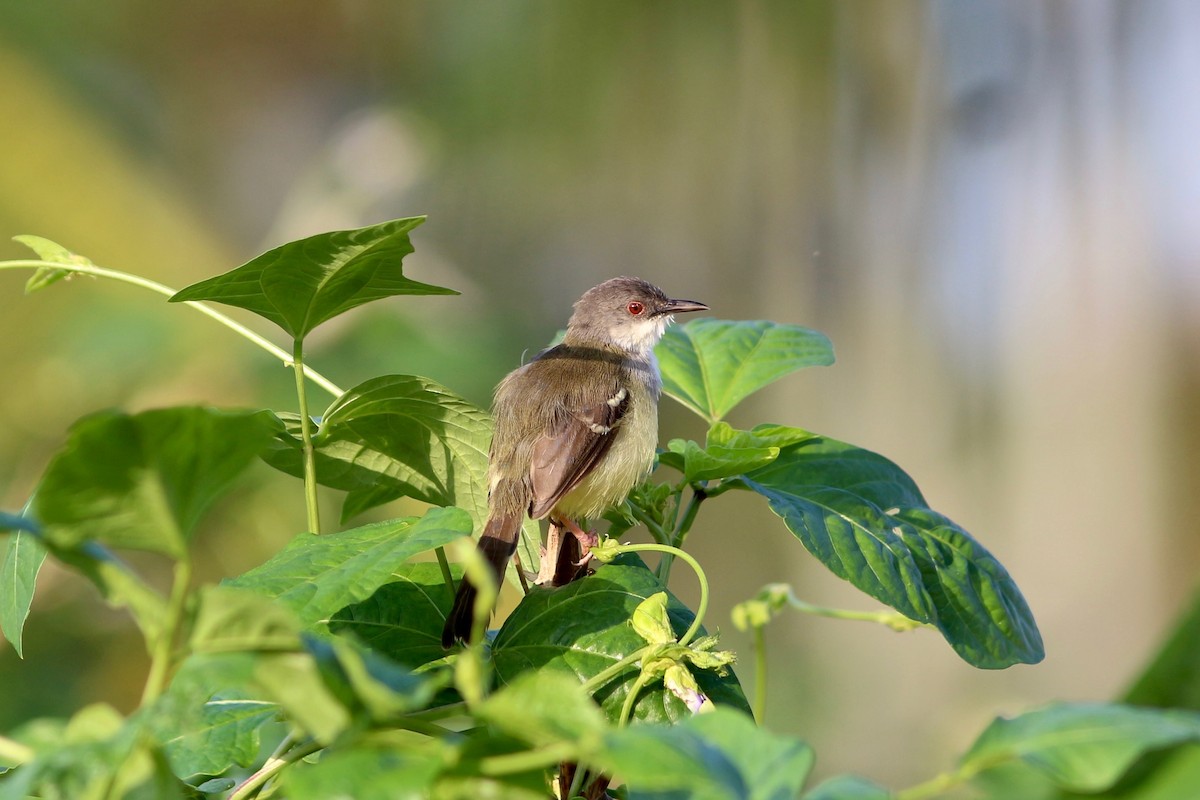 Bar-winged Prinia - Oscar Johnson