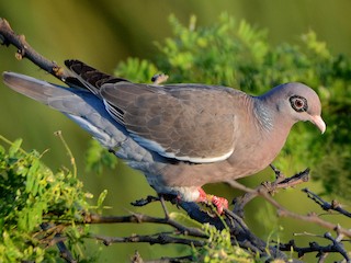  - Bare-eyed Pigeon