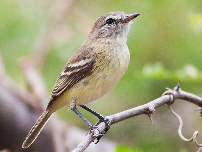 Slender-billed Tyrannulet - Inezia tenuirostris - Birds of the World