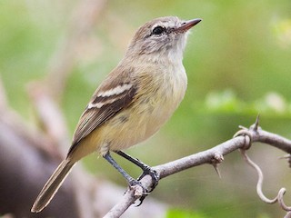  - Slender-billed Tyrannulet