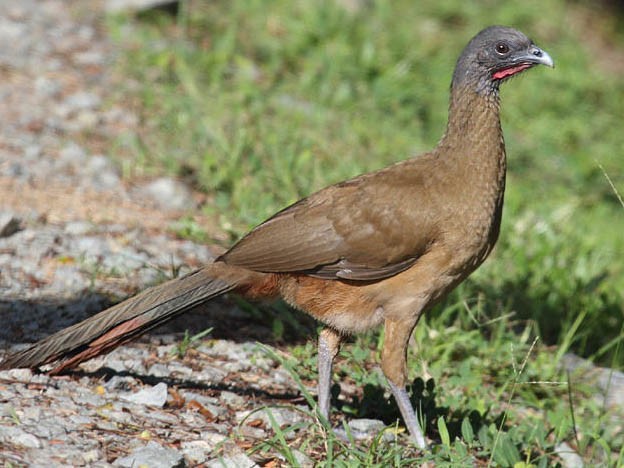 Rufous-vented Chachalaca - Tom Murray