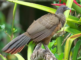  - Rufous-vented Chachalaca