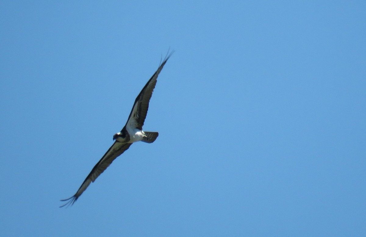 Osprey - michele ramsey