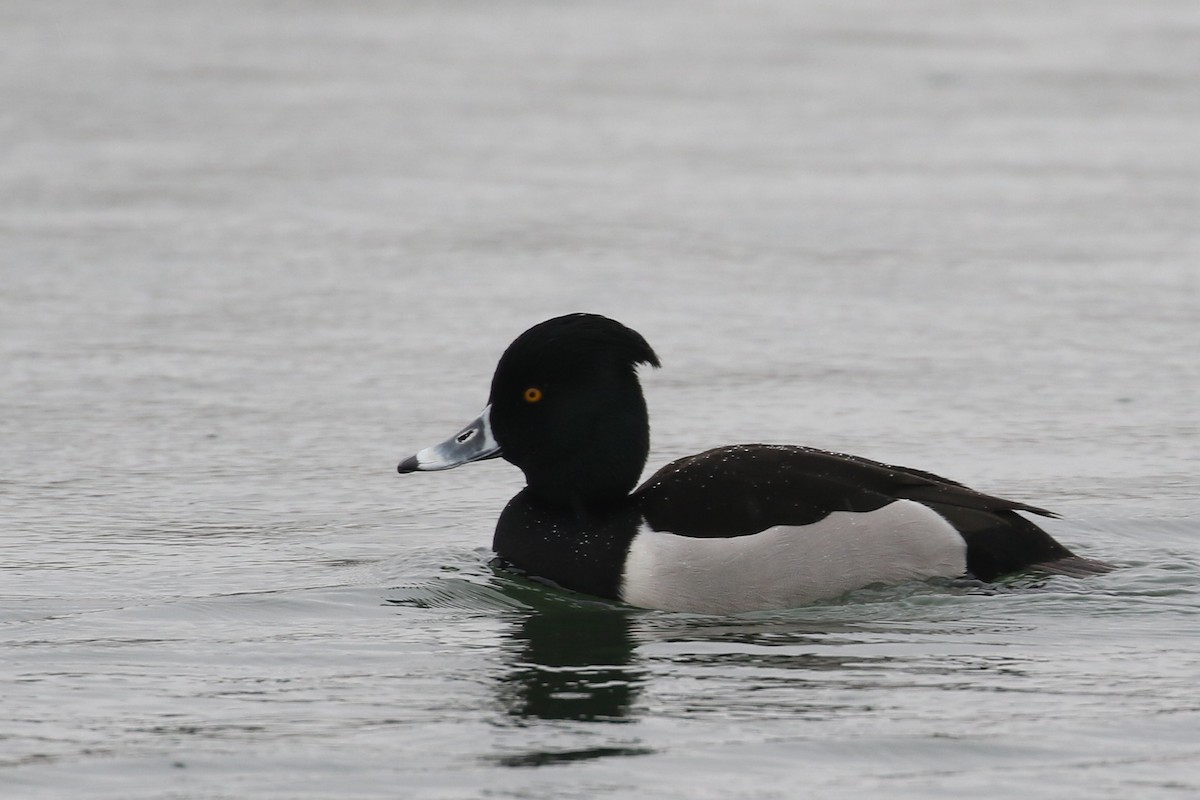 Ring-necked x Tufted Duck (hybrid) - Ingvar Atli Sigurðsson