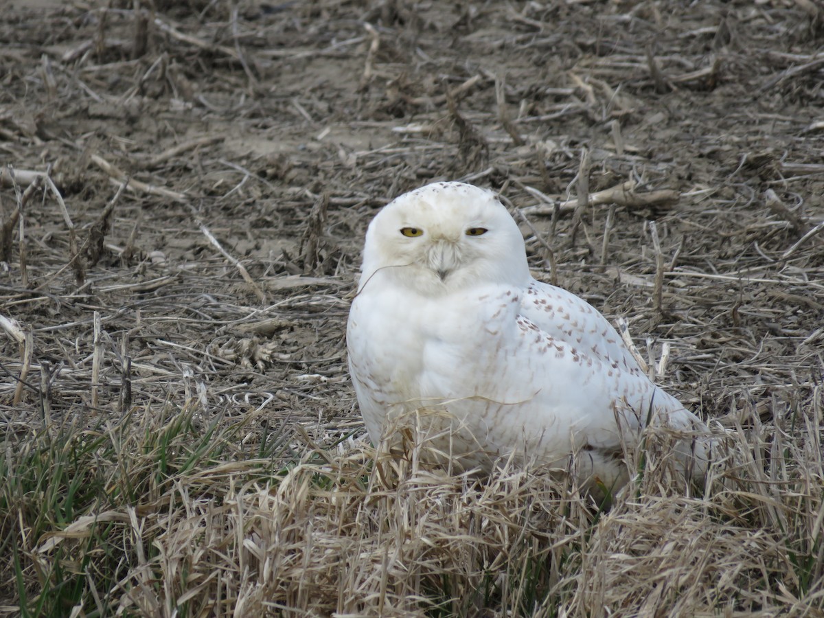 Snowy Owl - ML94159631