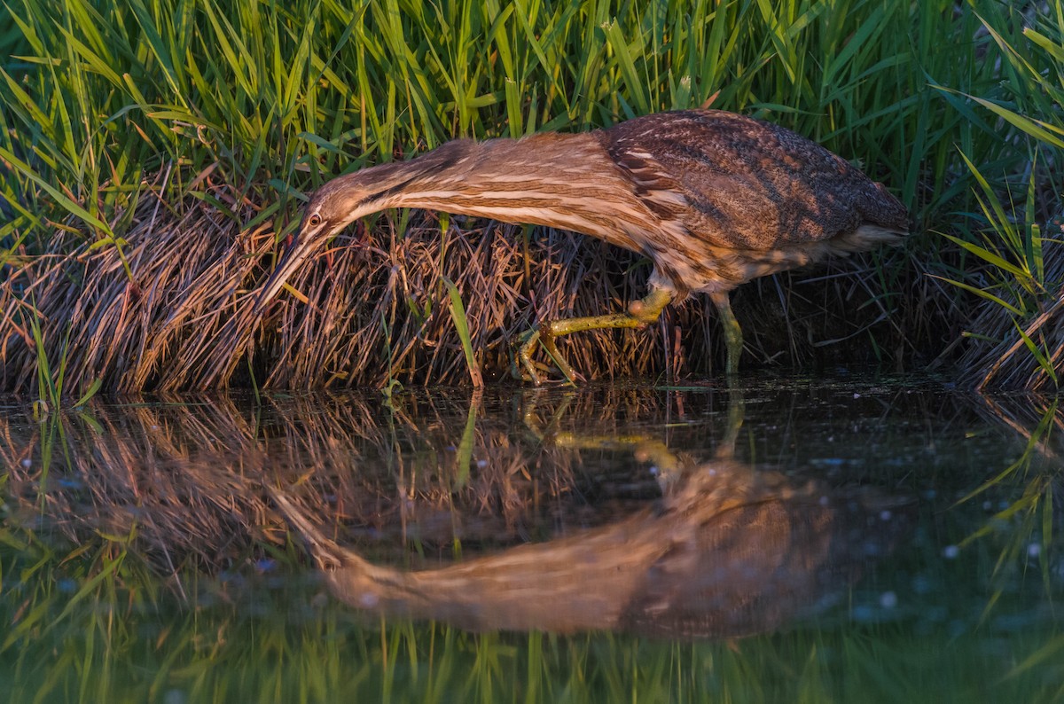 American Bittern - Kenny Younger