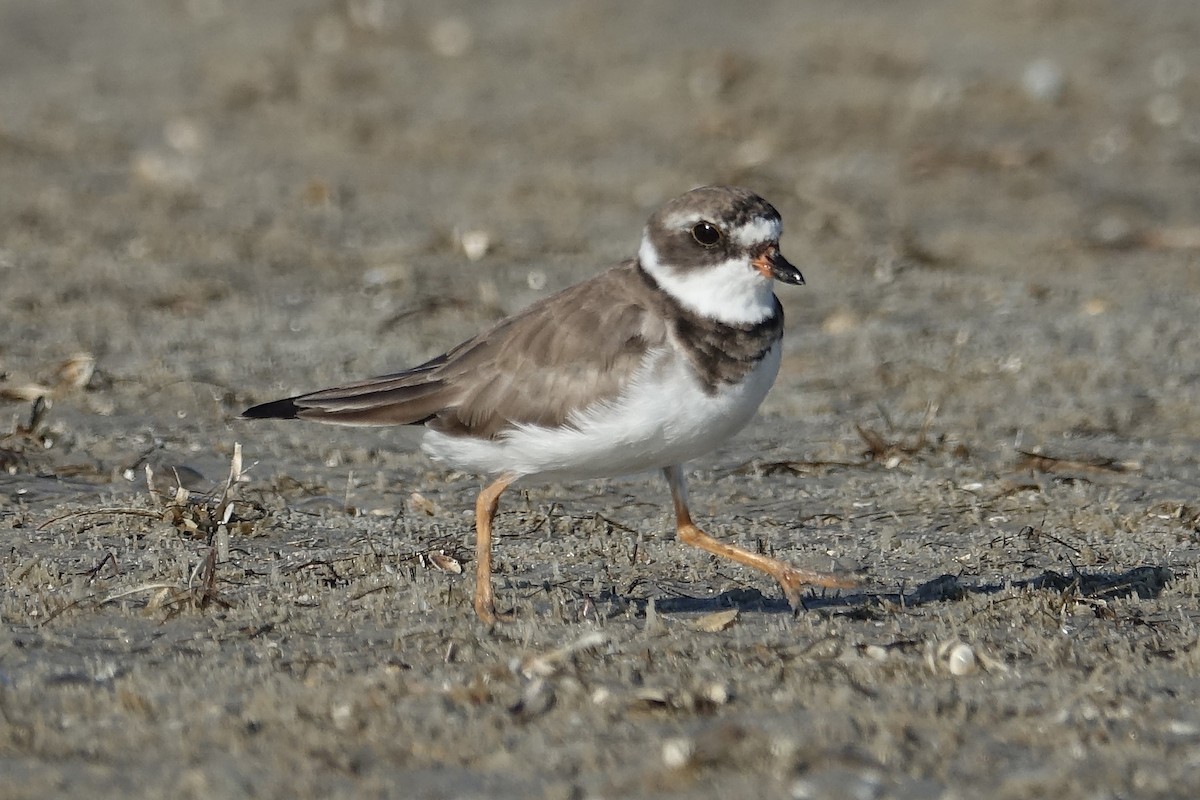 Semipalmated Plover - Jane Mann