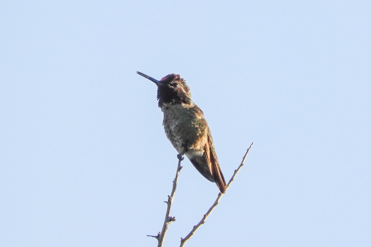 Anna's Hummingbird - ML94162941