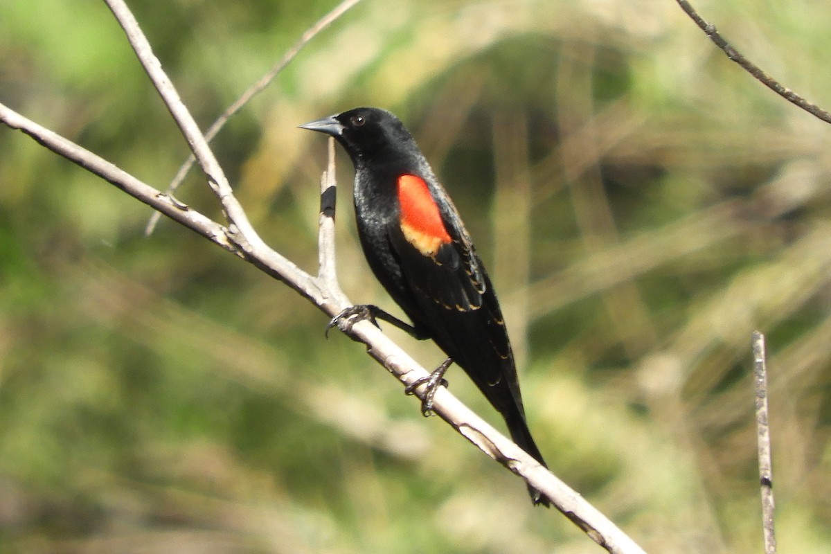 Red-winged Blackbird - ML94163531