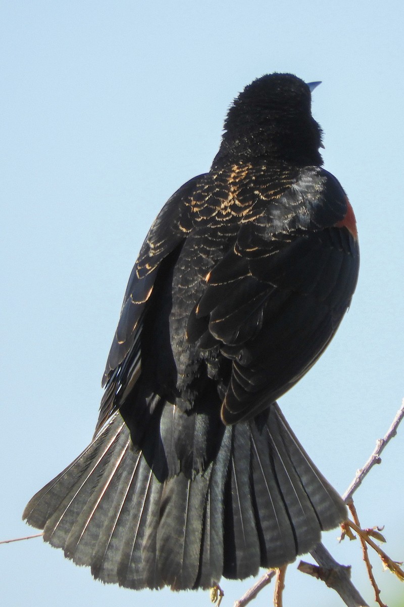 Red-winged Blackbird - ML94163551