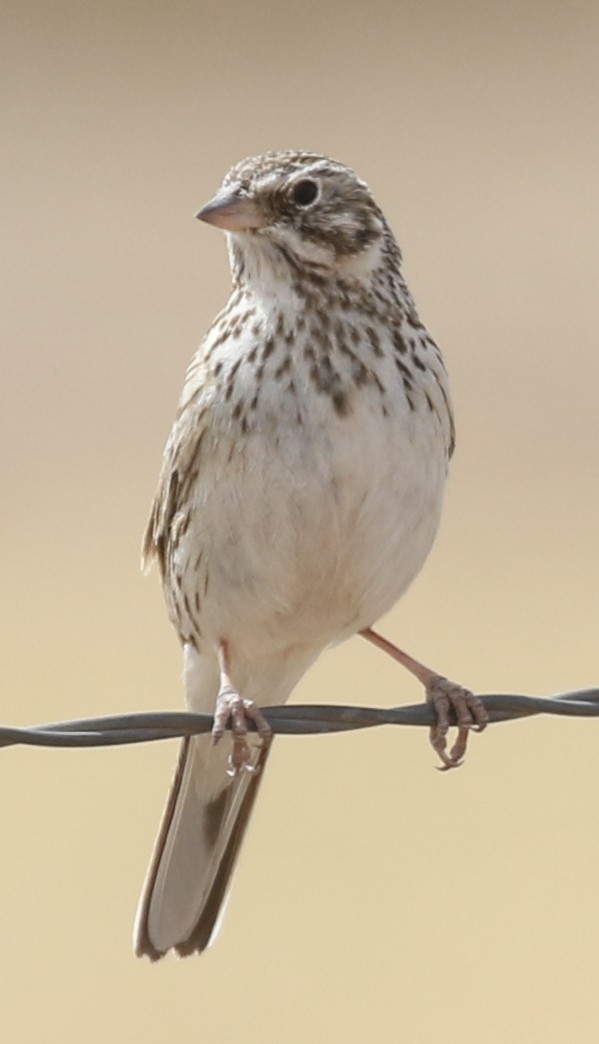 Vesper Sparrow - Debby Parker