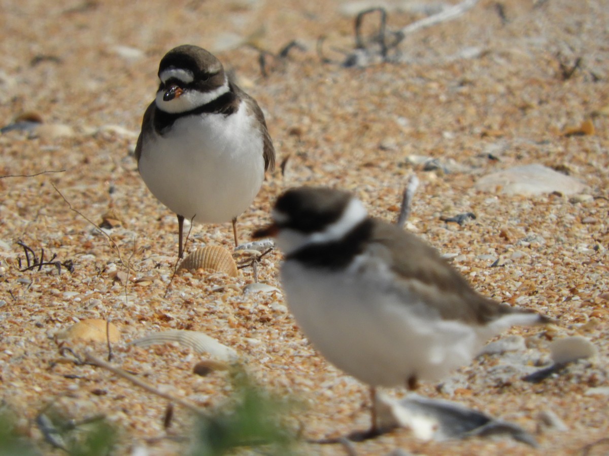 Semipalmated Plover - ML94166891