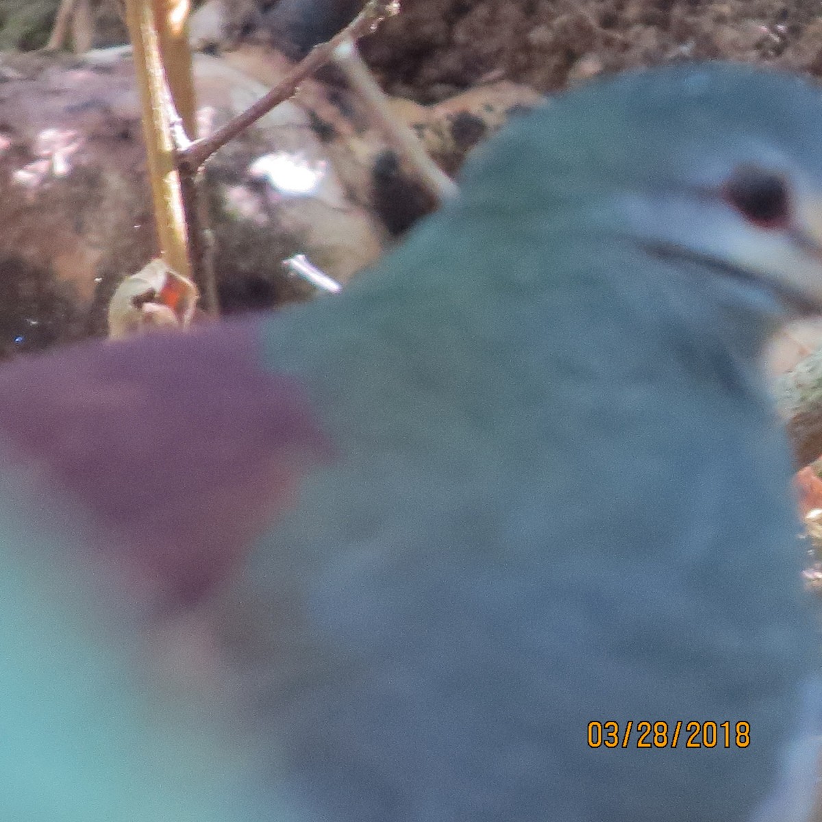 Buff-fronted Quail-Dove - Russell Roe