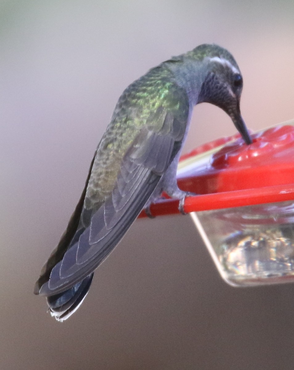 Ebird Checklist Apr Portal Cave Creek Ranch Species