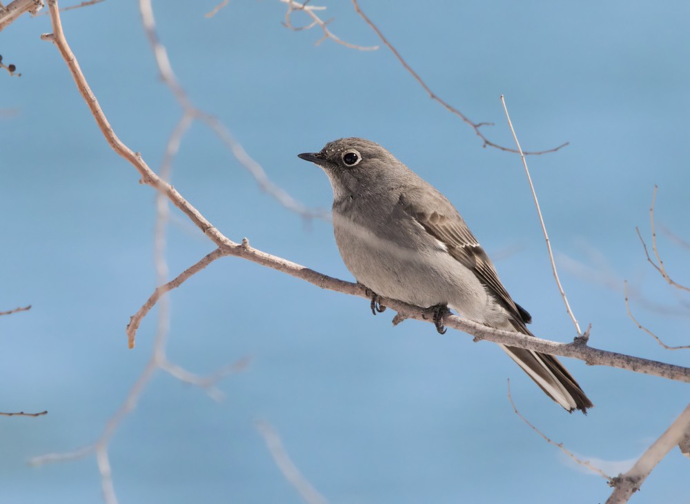 Townsend's Solitaire - Nick Saunders