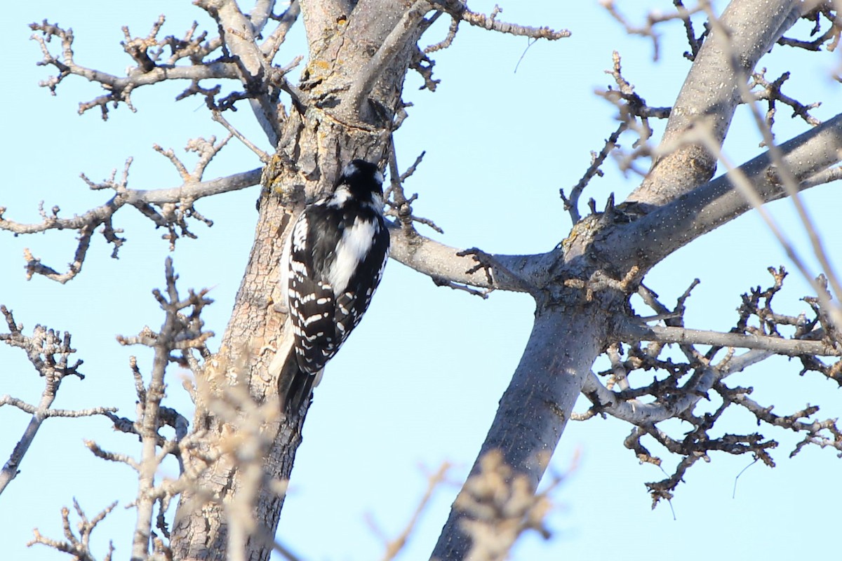 Hairy Woodpecker - Debbie Young