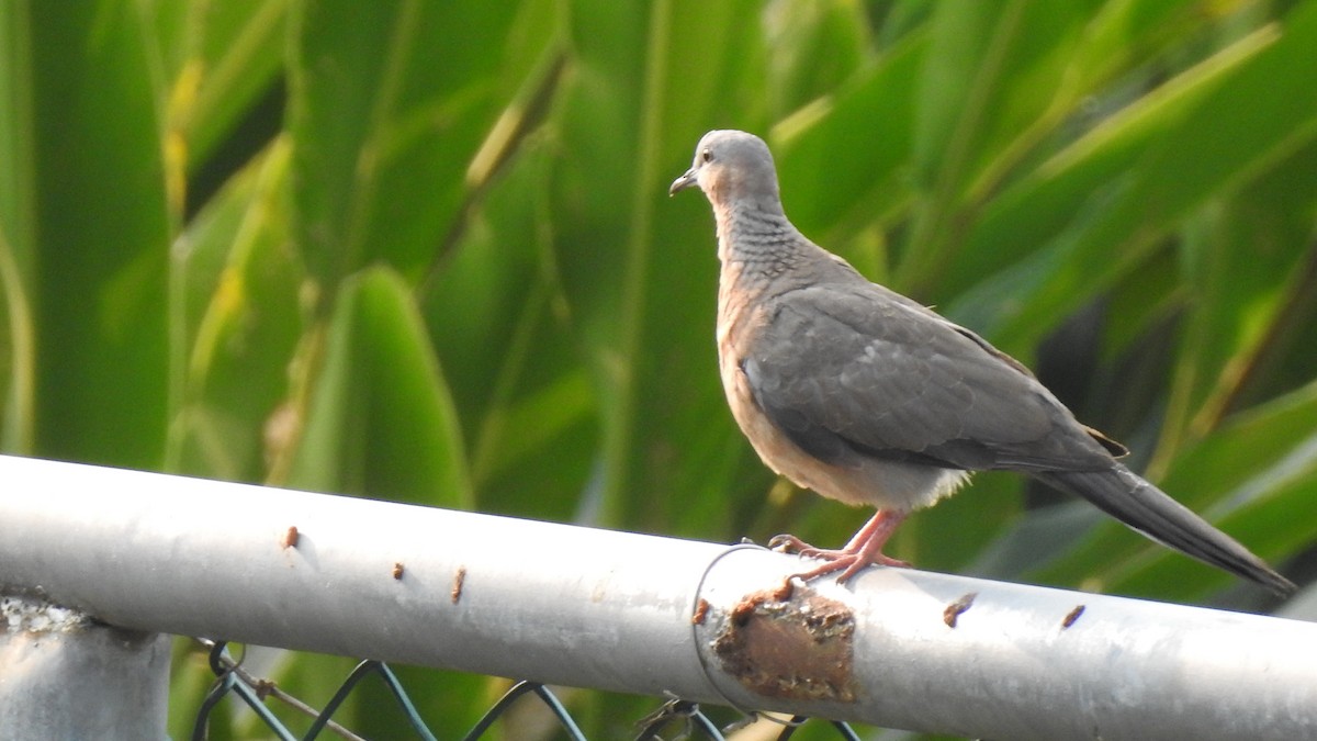 Spotted Dove - ML94179571