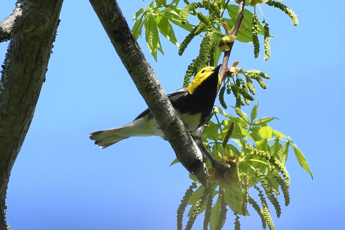 Black-throated Green Warbler - Jim Collins